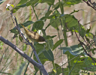 Common Yellow throat